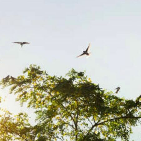 nature-oiseaux-au-domaine